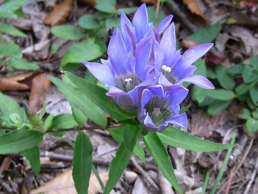 青紫色の花リンドウ、きれいねえ