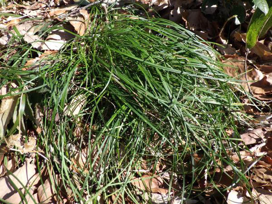 ナガバジャノヒゲ（キジカクシ科）常緑多年草