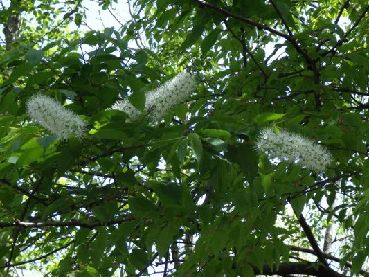 ウワミズザクラ（バラ科）落葉高木