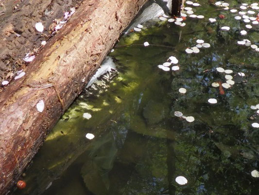 森の水場　オタマジャクシが泳ぎ、ハナアブが産卵しています