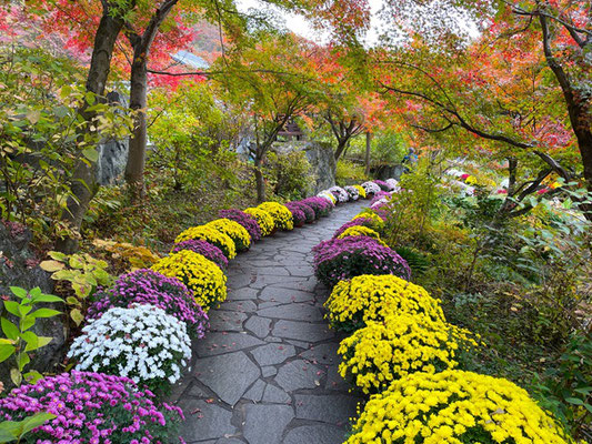 年間100種以上の花が楽しめる庭園の寺として有名