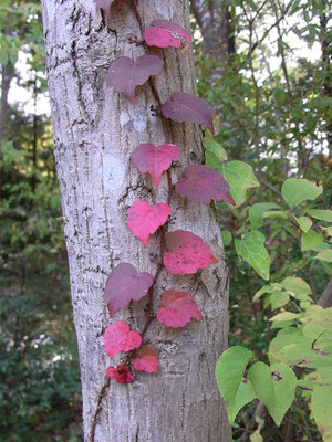 紅葉の始まり！ツタの葉っぱ　（ブドウ科）つる性落葉低木