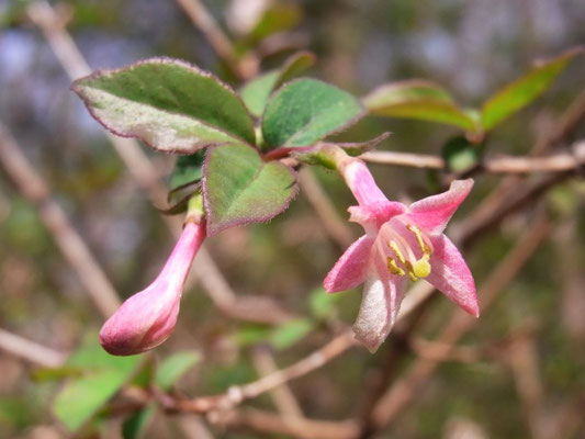 ウグイスカグラ（スイカズラ科）落葉低木　淡いピンク色の花と葉が可愛くきれいです