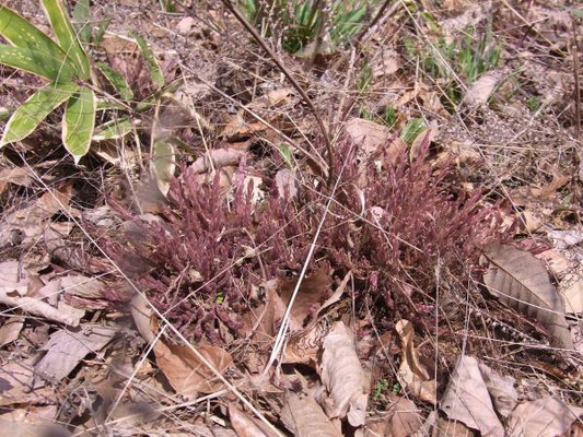 クチナシグサ（ハマウツボ科）越年草　イネ科の根に寄生