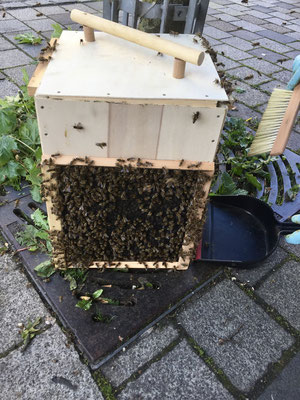 wenn die Königin erstmal in der Kiste ist kommen die Bienen von alleine