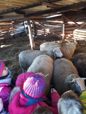erster Wiesentag - Besuch im Schafstall