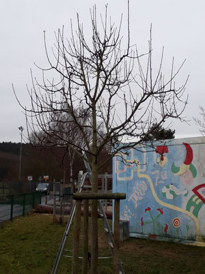 Obstbaumschnitt - Baum an der Schule
