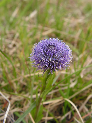Kugelblume