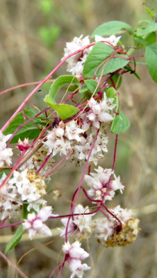 Thymian-Seide
