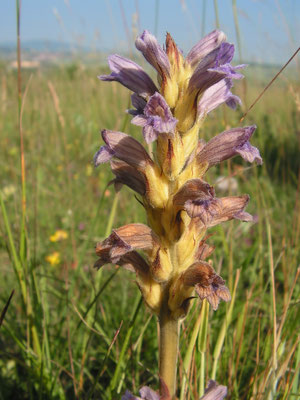 Sommerwurz