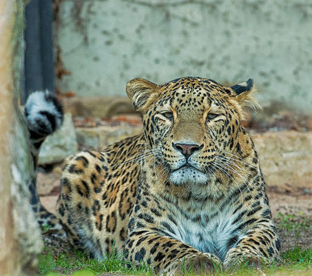 Persischer Leopard