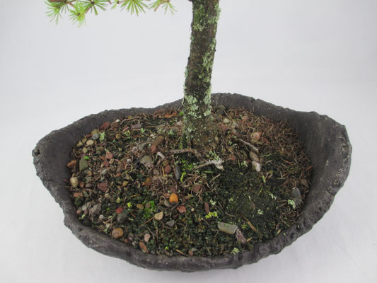 Bonsai Europäische Lärche