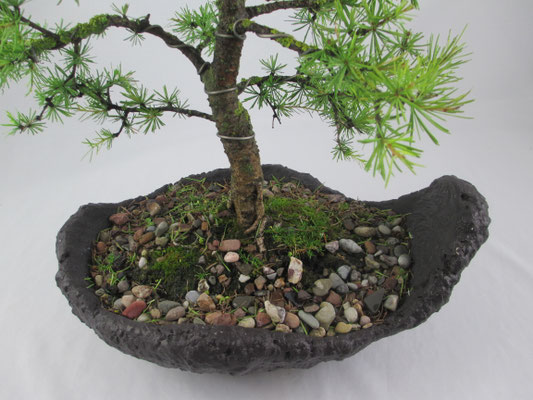 Bonsai Larix decidua Europäische Lärche