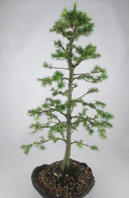 Bonsai Larix kaempferi Japanische Lärche