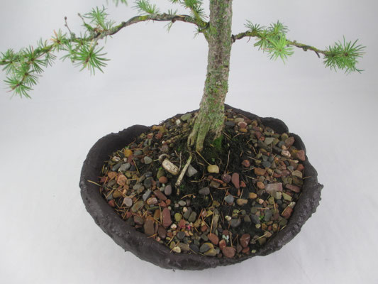 Bonsai Larix kaempferi Japanische Lärche