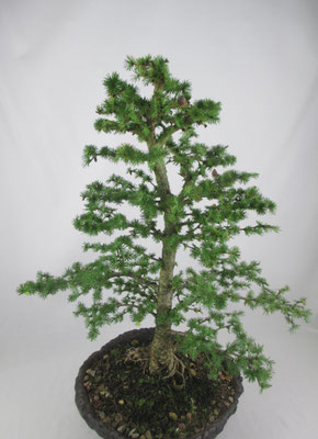 Bonsai Larix kaempferi Japanische Lärche