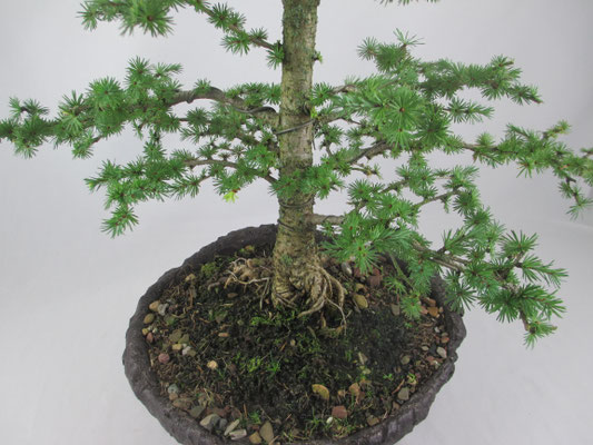 Bonsai Larix kaempferi Japanische Lärche