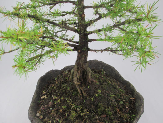 Bonsai Larix decidua Europäische Lärche