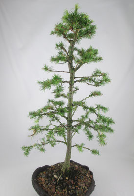 Bonsai Larix kaempferi Japanische Lärche