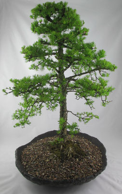 Bonsai Larix decidua Europäische Lärche