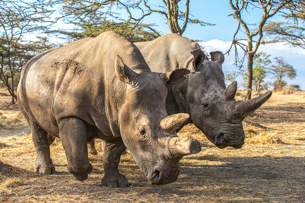 носороги на сафари в национальном парке Оль Педжета