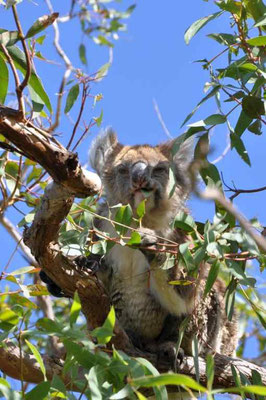 Wild lebender Koala