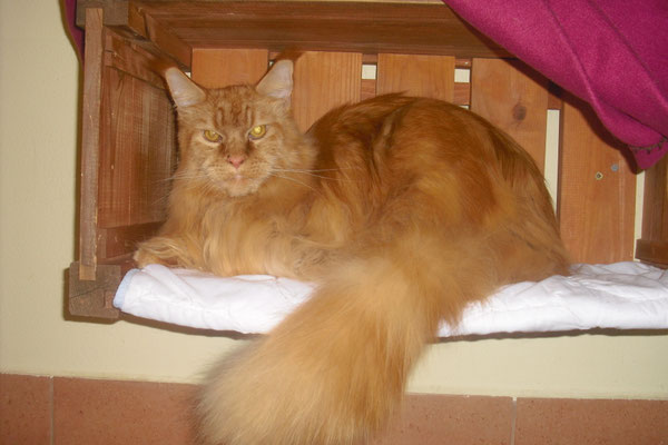 Erich - ein stattlicher Maine Coon