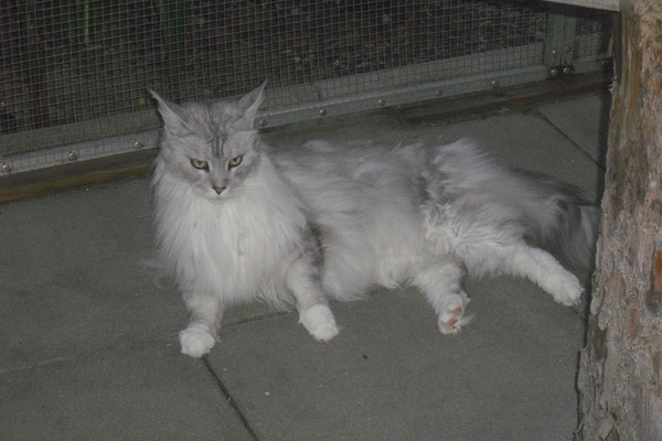 Quietschi - ein wunderschöner Main Coon