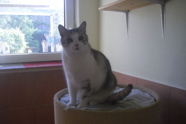Milo - ein großer und schöner Kater