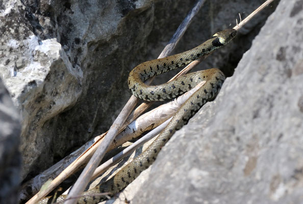 Ringelnatter (Natrix natrix), La Sauge