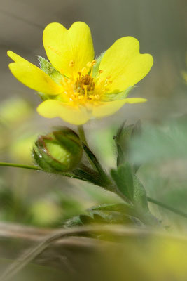 Frühlings-Fingerkraut (Potentilla neumanniana); 6. April 2015