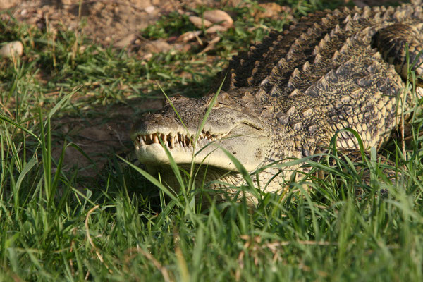 Nilkrokodil (Crocodylus niloticus), Victoria-Nil Uganda