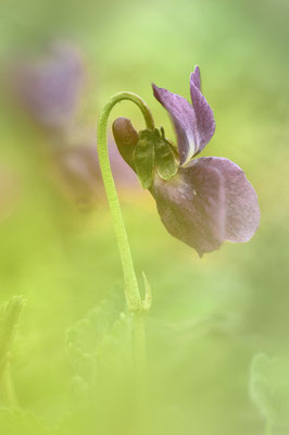  Duftveilchen (Viola odorata), rein violette Ausprägung sehr selten; Rotberg(AG); 2. April 2016
