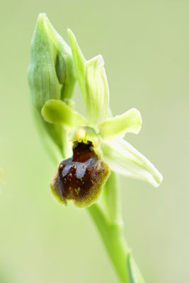 Kleine Spinnen-Ragwurz (Ophrys araneola); 6. April 2015