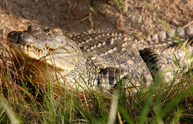 Nilkrokodil (Crocodylus niloticus), Victoria-Nil Uganda