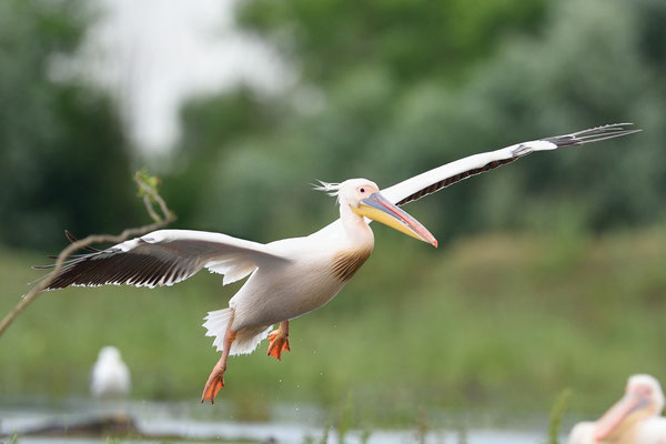 Rosapelikan (Pelecanus onocrotalus); Rumänien; Juni 2014