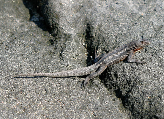 Galápagos Lavaechse (Microlophus albemarlensis)