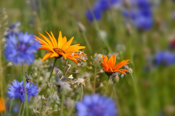 Nur 4 1/2 Monate Nicht-Winter; Fairbanks (unter anderem) liebt die Flora