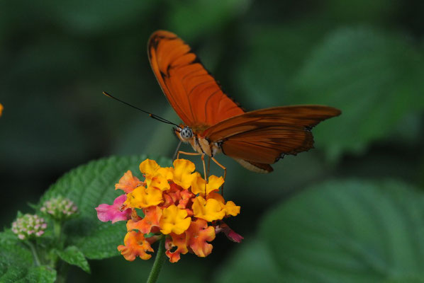 Fackel (Dryas iulia)