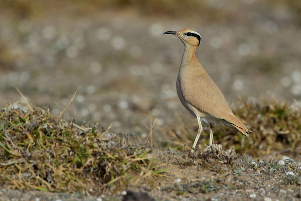 Rennvogel (Cursorius cursor); Familie Brachschwalbenartige, Unterfamilie Rennvögel; Wüste von Lanzarote; 14. Febuar 2016