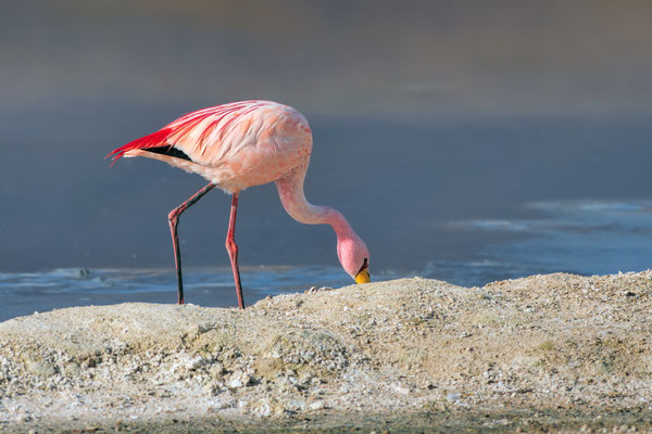 James-Flamingo bei der Laguna Hedionda