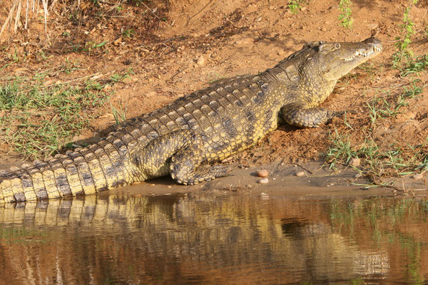 Nilkrokodil (Crocodylus niloticus), Victoria-Nil Uganda
