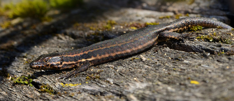 schwärzliche Mauereidechse (Podarcis muralis); 12.4.15