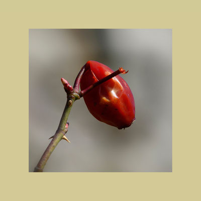 Hagebutte (Rosa canina)