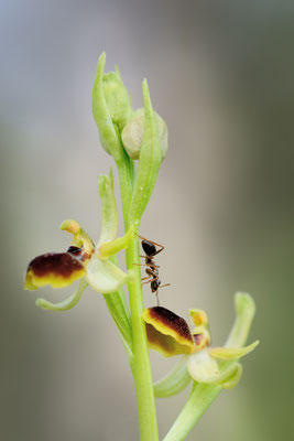Kleine Spinnen-Ragwurz (Ophrys araneola); Hesseberg AG; 30. April 2016