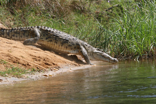 Nilkrokodil (Crocodylus niloticus), Victoria-Nil Uganda