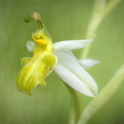 Gelber Bienenragwurz (Ophrys apifera basiliensis); 2. Juni 2017