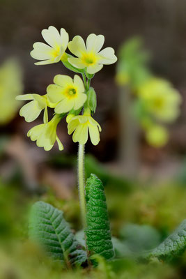 Hohe Schlüsselblume (Primula elatior), auch Wald-Schlüsselblume (Schweiz); Villigen, 22.3.2015 