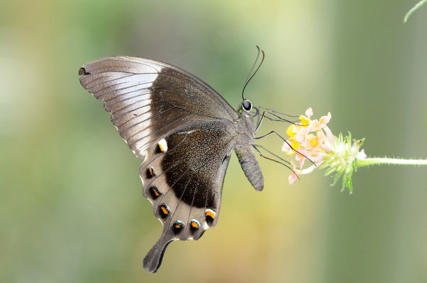 Neon-Schwalbenschwanz (Papilio palinurus)