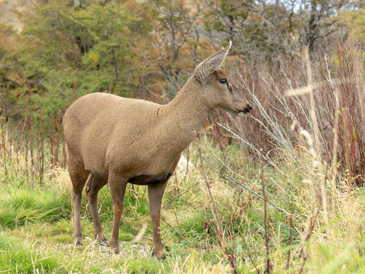 Der Südandenhirsch, auch Chilenischer Huemul oder Guemal (Hyppocamelus bisulcus); vom Aussterben bedroht